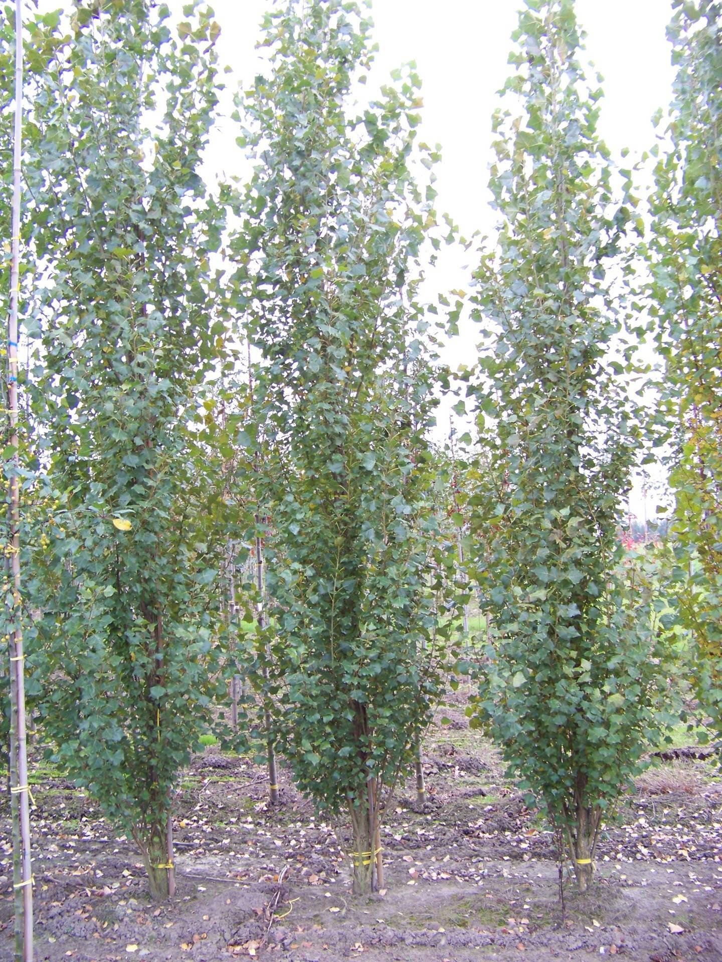 Populus nigra Italica_03